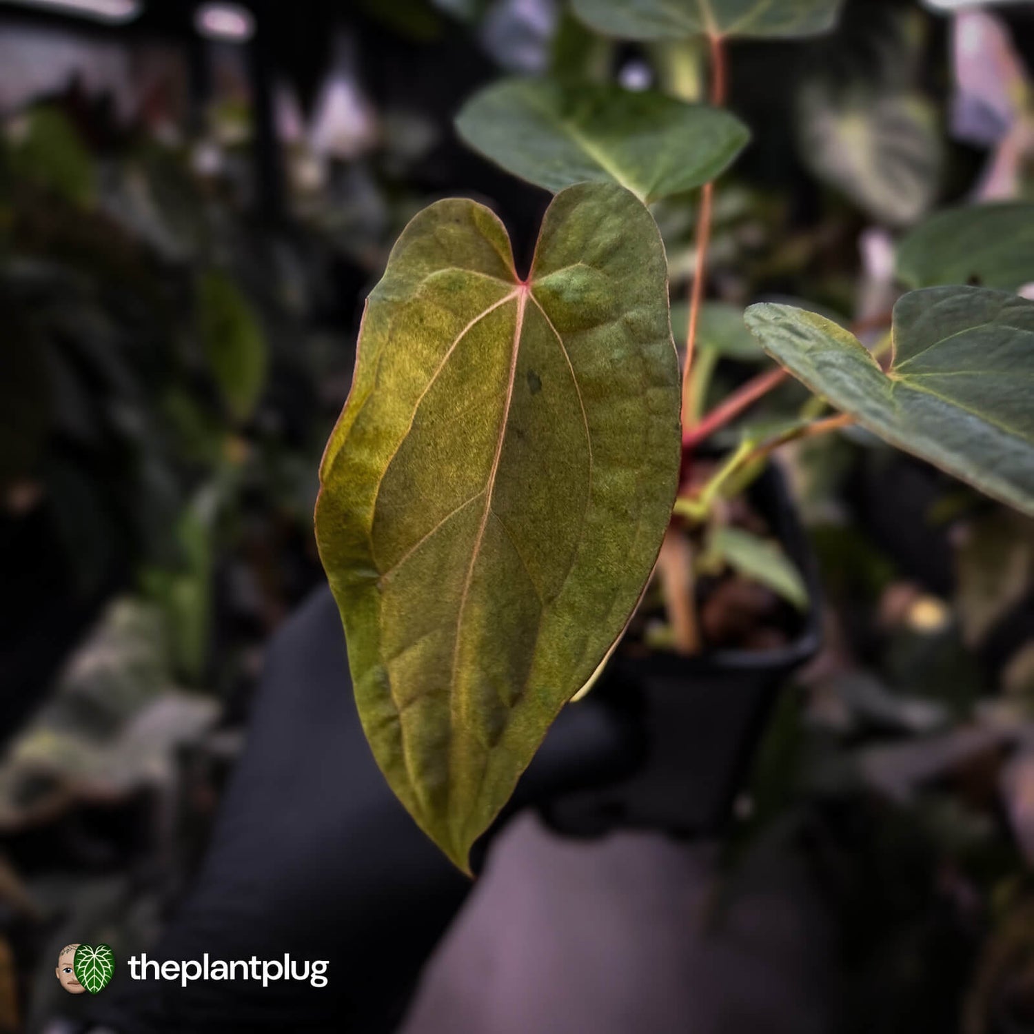 Anthurium 'Dropbear' x 'Jayda' • variegated select holdback
