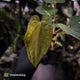 Anthurium 'Dropbear' x 'Jayda' • variegated select holdback