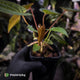 Anthurium 'Dropbear' x 'Jayda' • variegated select holdback