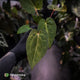 Anthurium 'Dropbear' x 'Jayda' • variegated select holdback
