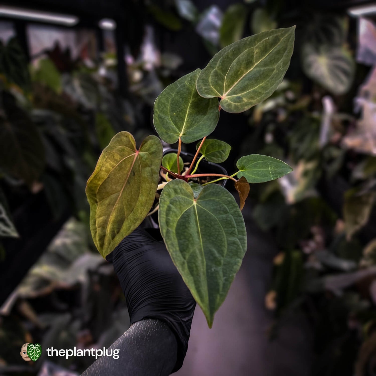 Anthurium 'Dropbear' x 'Jayda' • variegated select holdback