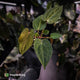 Anthurium 'Dropbear' x 'Jayda' • variegated select holdback