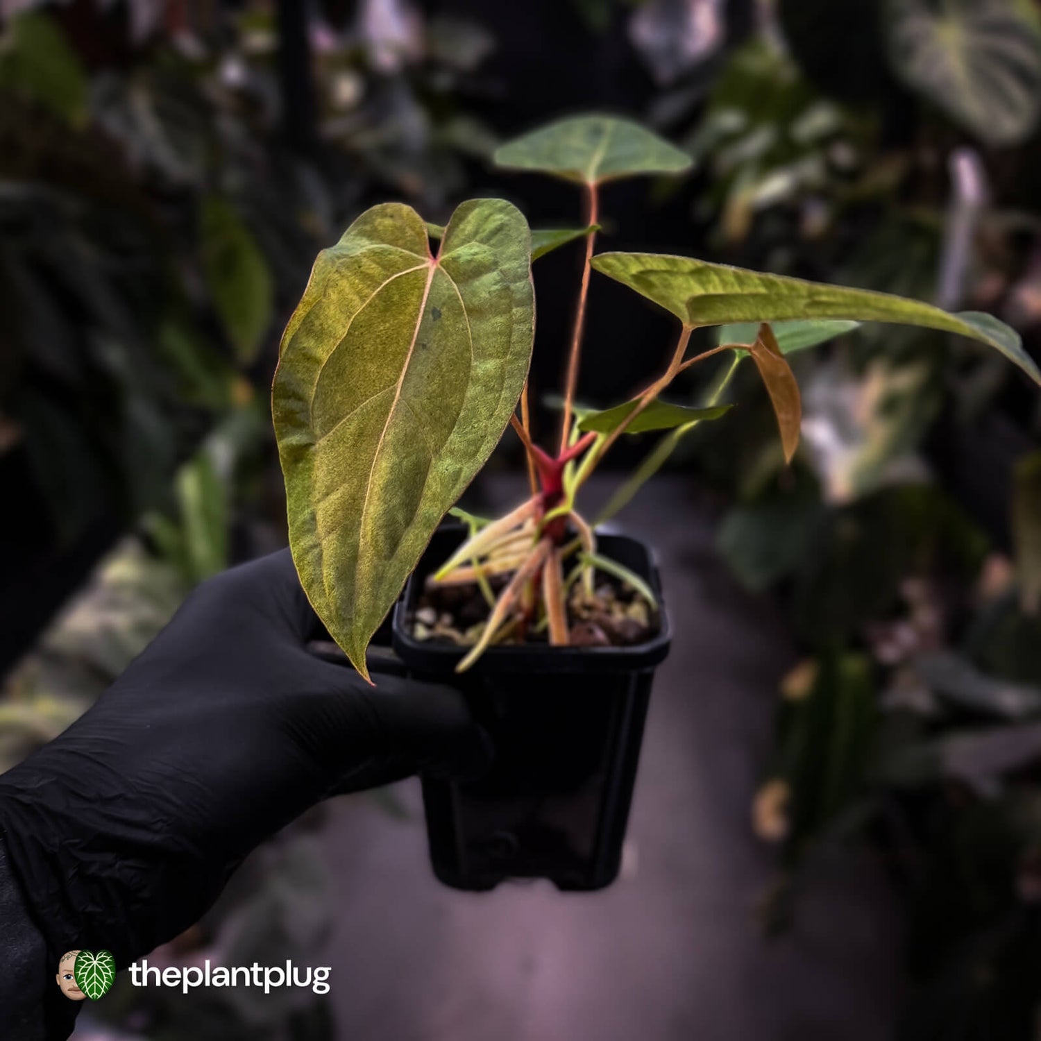 Anthurium 'Dropbear' x 'Jayda' • variegated select holdback