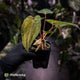 Anthurium 'Dropbear' x 'Jayda' • variegated select holdback