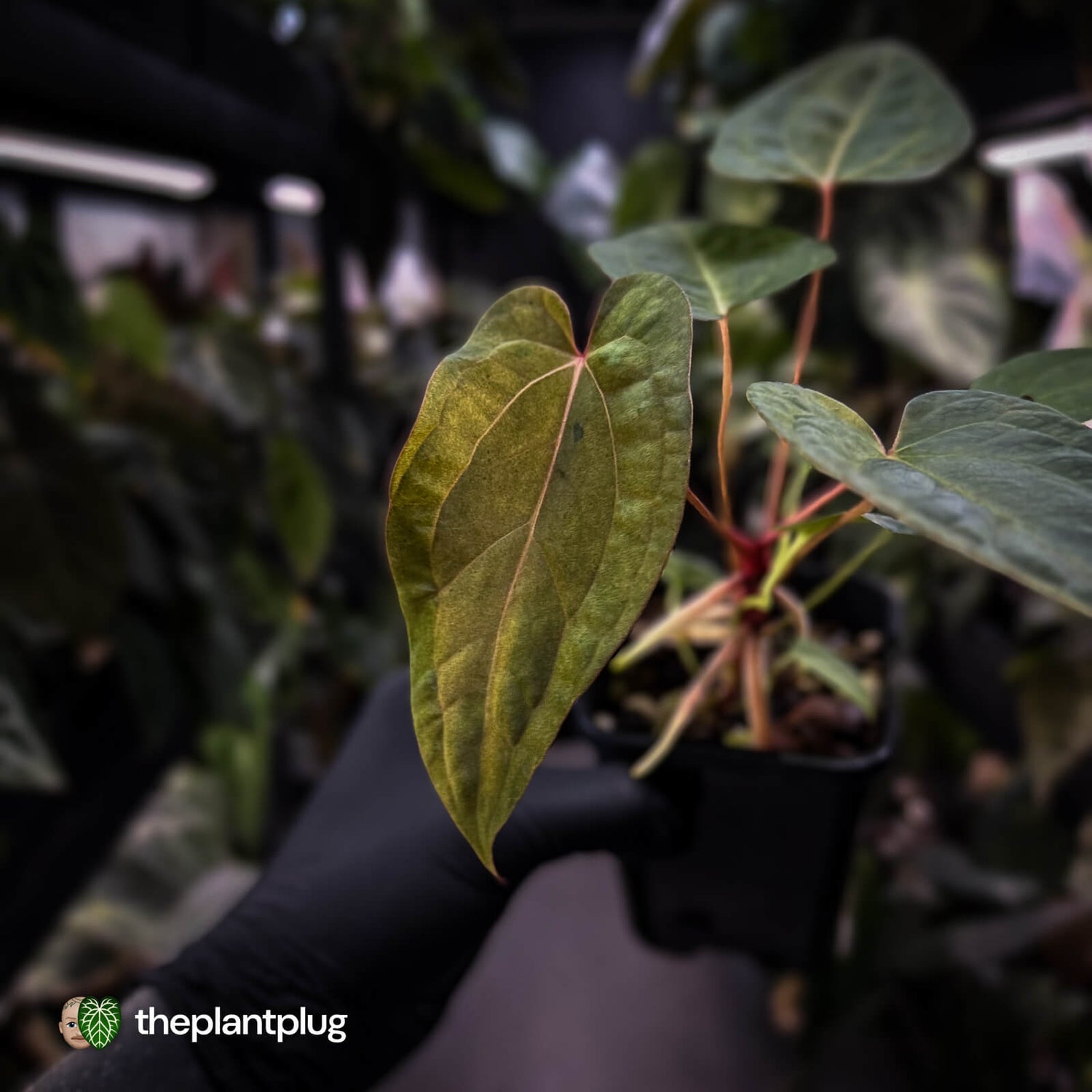 Anthurium 'Dropbear' x 'Jayda' • variegated select holdback