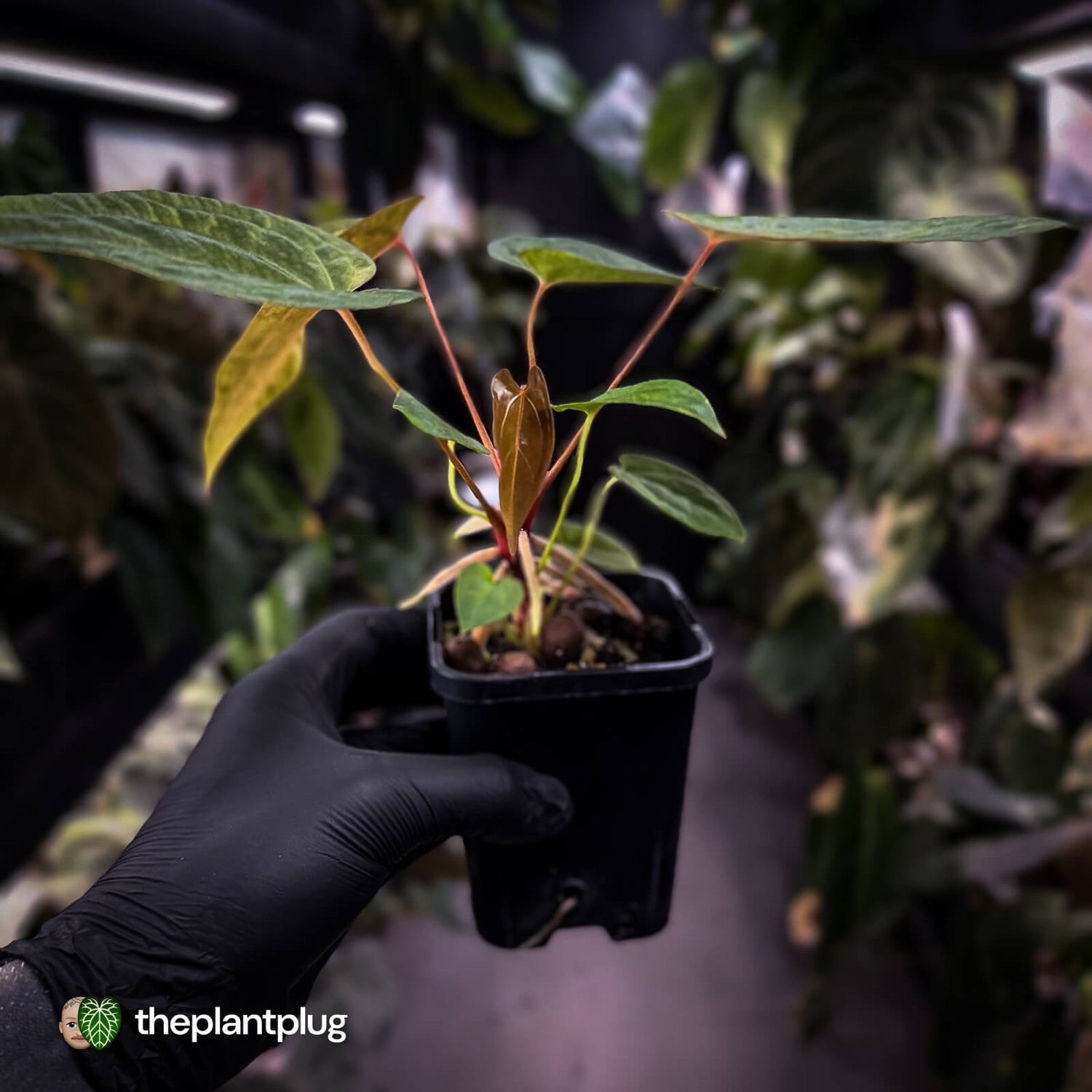 Anthurium 'Dropbear' x 'Jayda' • variegated select holdback