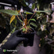 Anthurium 'Dropbear' x 'Jayda' • variegated select holdback