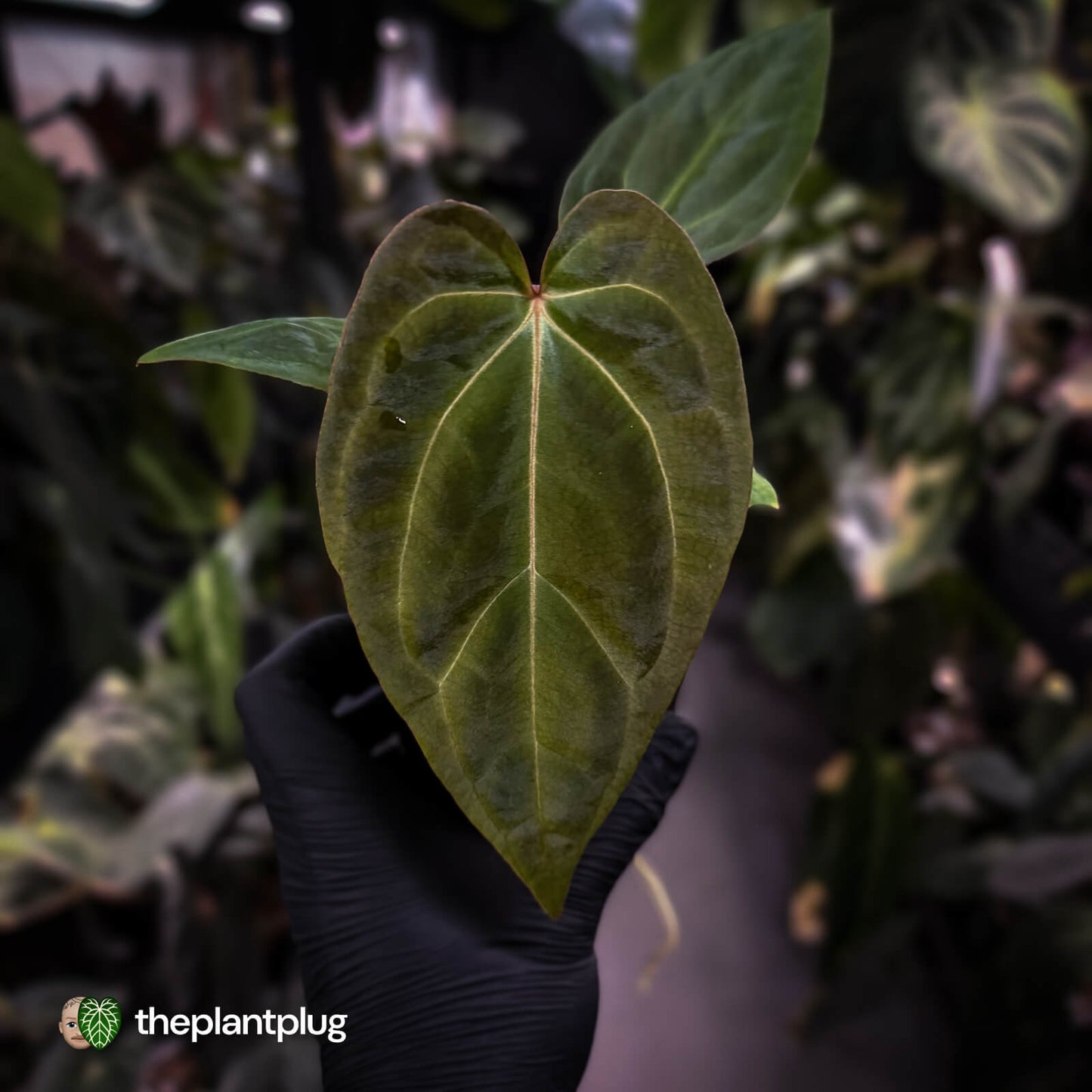 Anthurium besseae aff x ('Magenta' x 'RVDP')