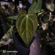 Anthurium besseae aff x ('Magenta' x 'RVDP')