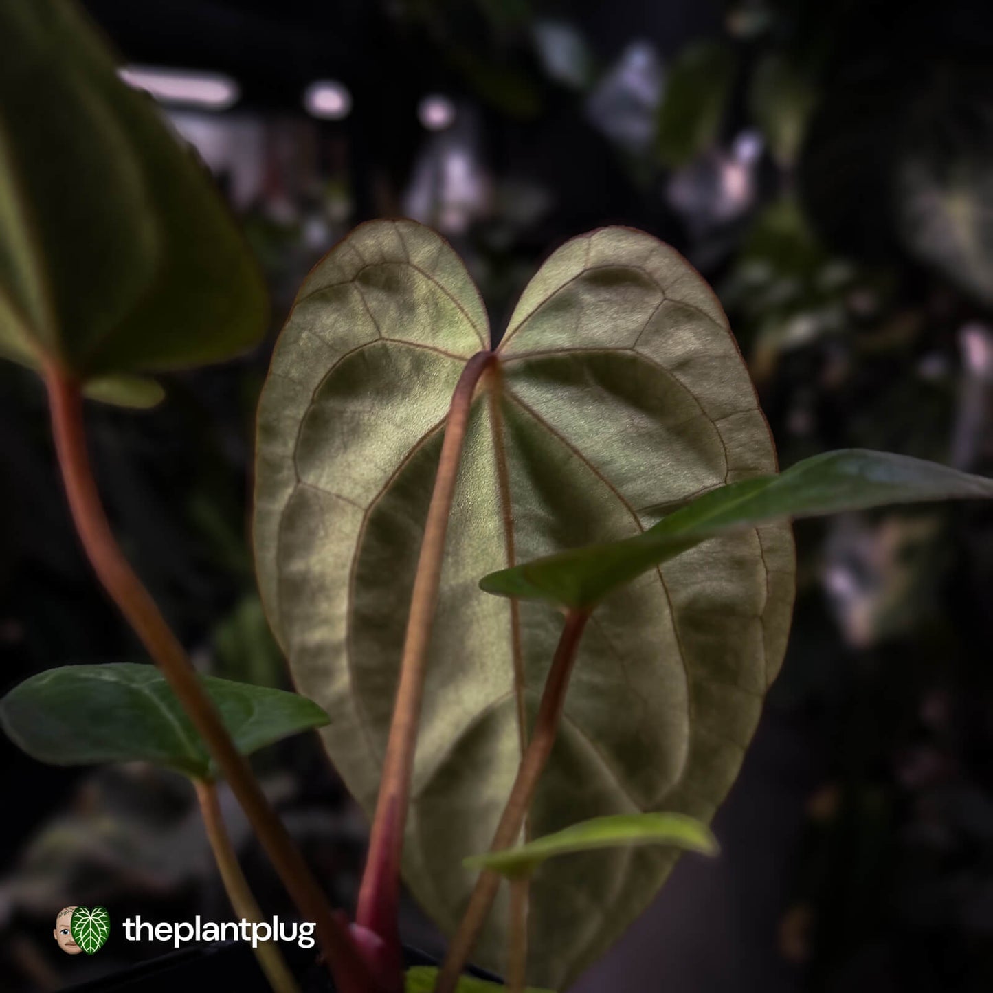 Anthurium besseae aff x ('Magenta' x 'RVDP')