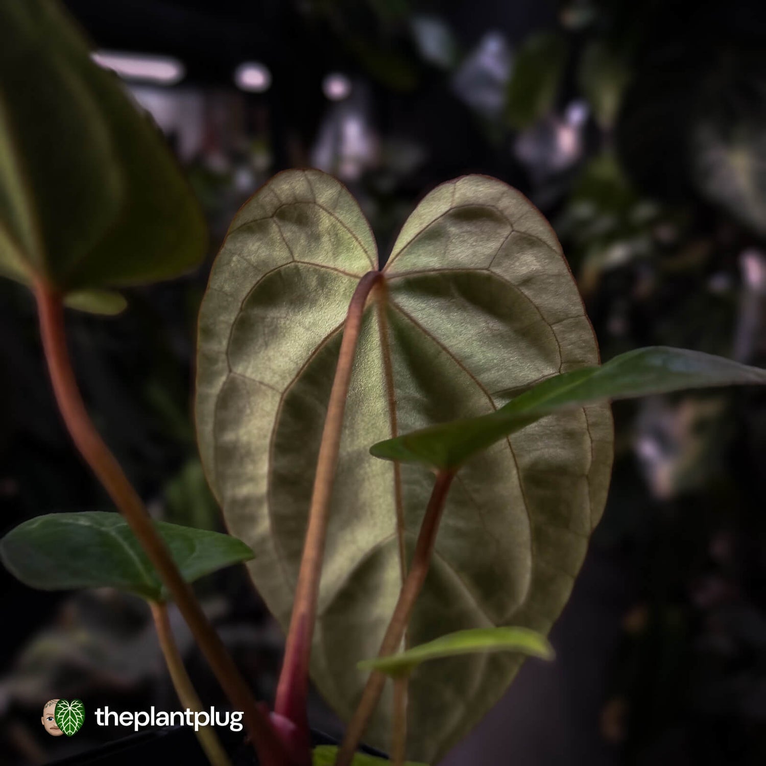 Anthurium besseae aff x ('Magenta' x 'RVDP')