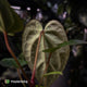 Anthurium besseae aff x ('Magenta' x 'RVDP')