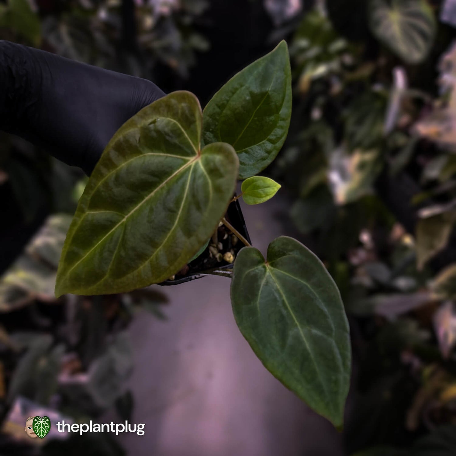 Anthurium besseae aff x ('Magenta' x 'RVDP')