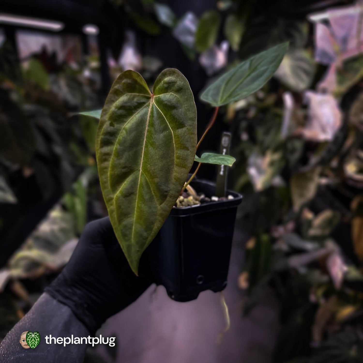 Anthurium besseae aff x ('Magenta' x 'RVDP')