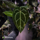 Anthurium 'Michelle' x 'Black Widow'