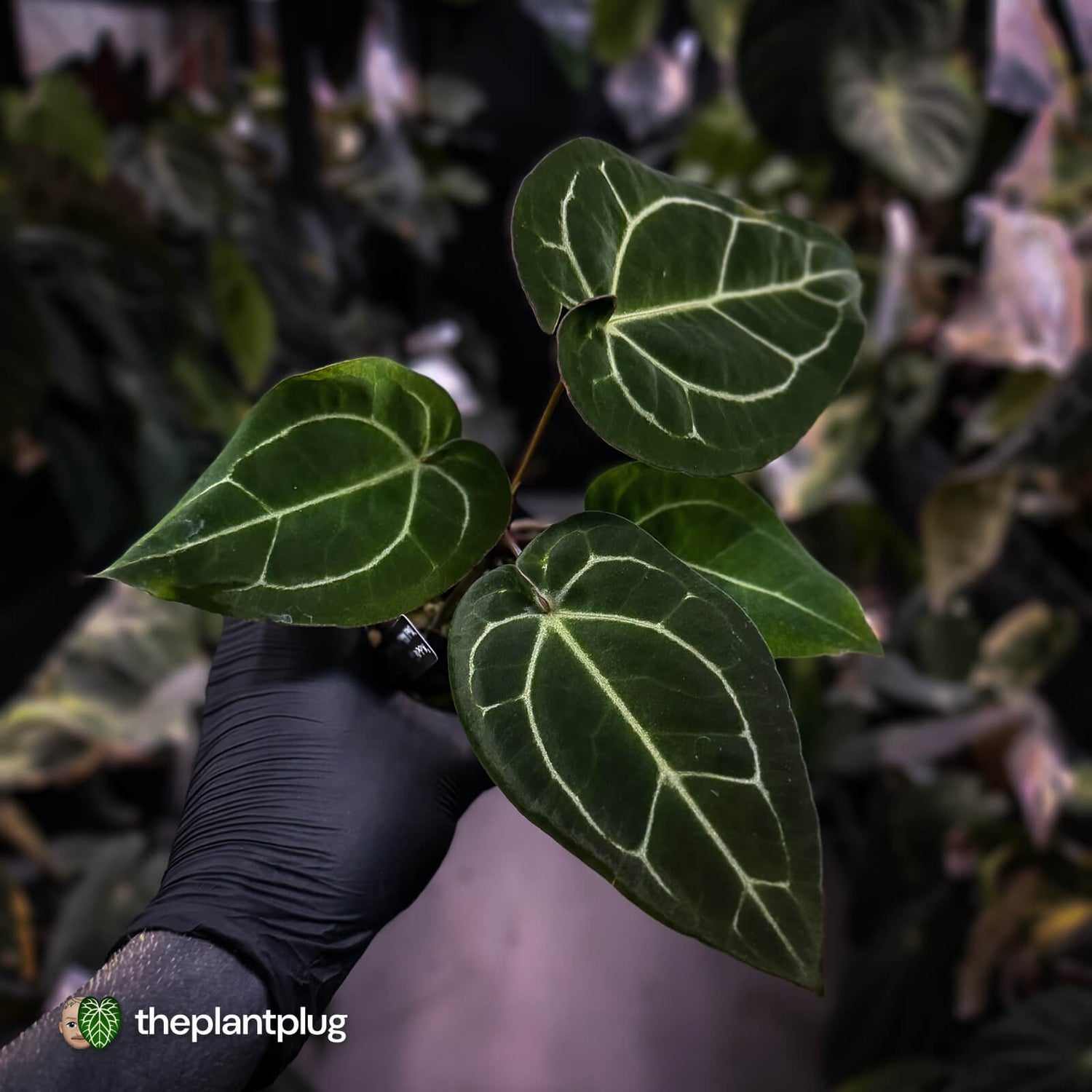 Anthurium 'Michelle' x 'Black Widow'