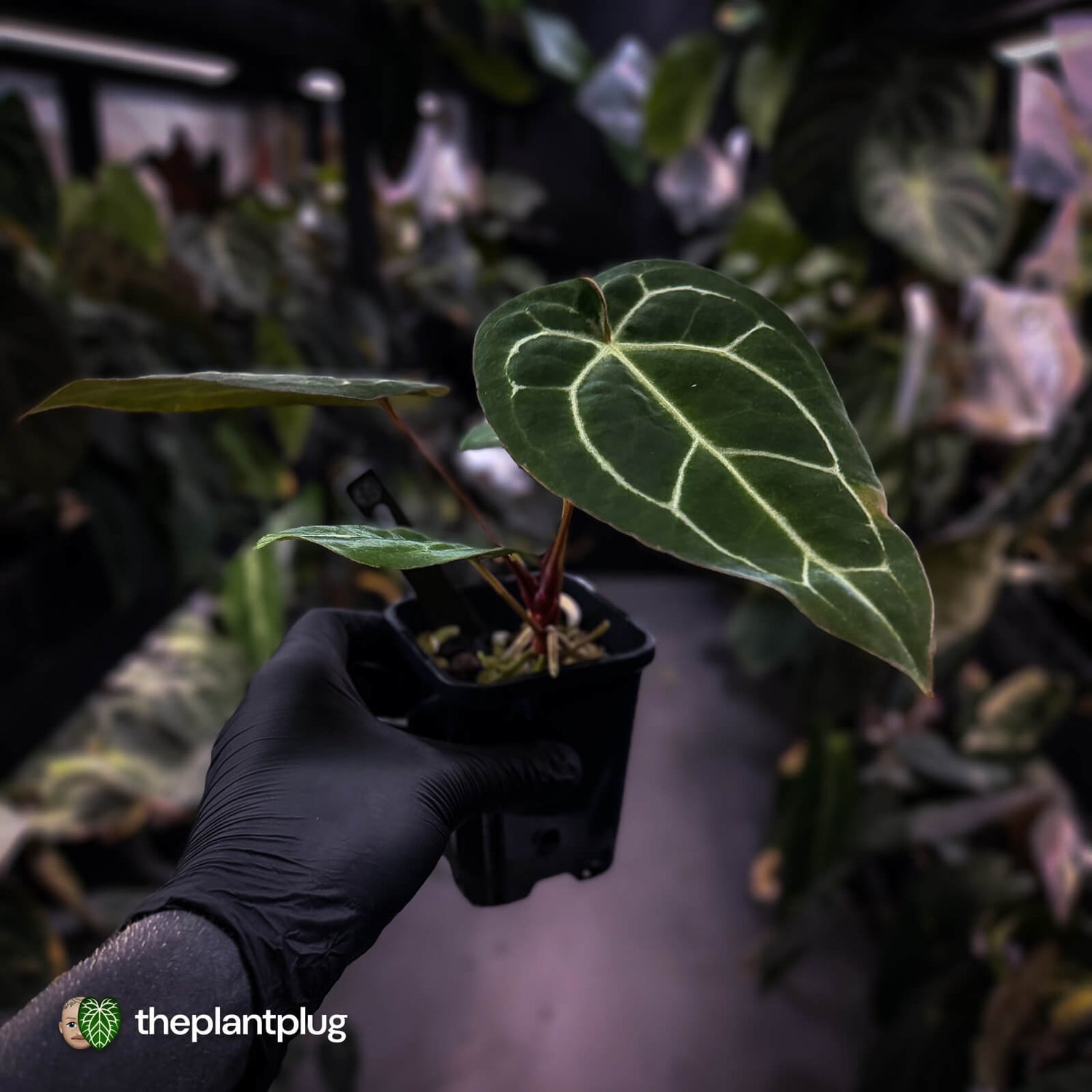 Anthurium 'Michelle' x 'Black Widow'