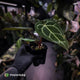 Anthurium 'Michelle' x 'Black Widow'