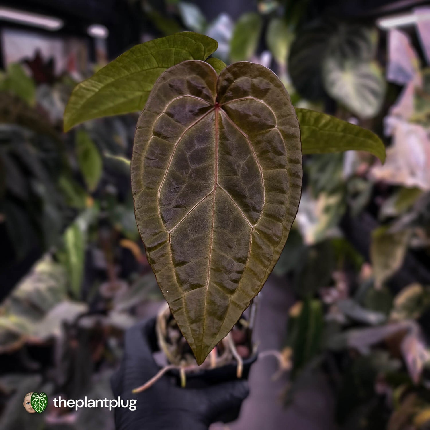Anthurium 'Red Crystal' x 'Jayda' • holdback