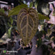 Anthurium 'Red Crystal' x 'Jayda' • holdback