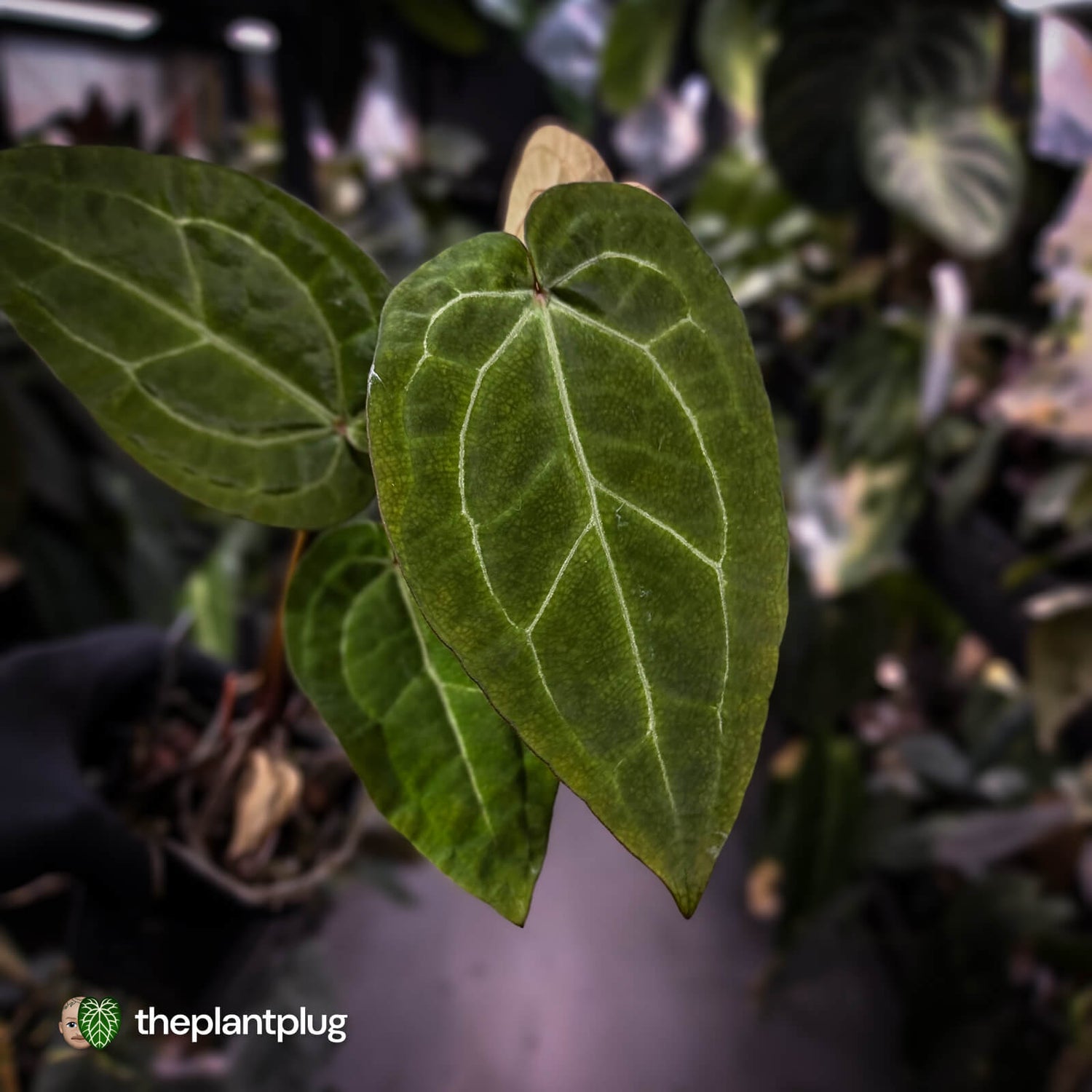 Anthurium 'Red Crystal' x 'Jayda' • holdback