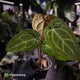 Anthurium 'Red Crystal' x 'Jayda' • holdback