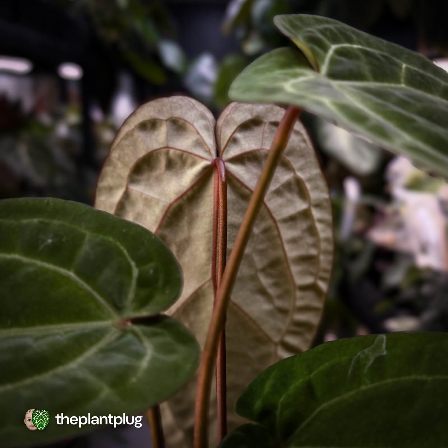 Anthurium 'Red Crystal' x 'Jayda' • holdback