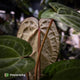 Anthurium 'Red Crystal' x 'Jayda' • holdback