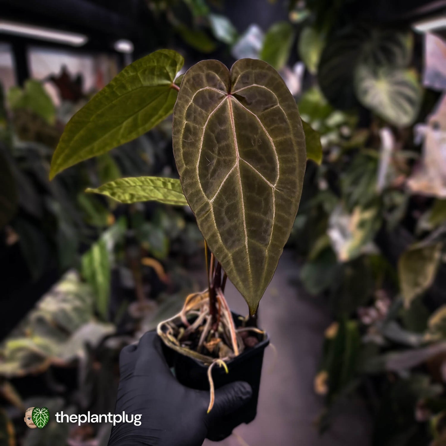 Anthurium 'Red Crystal' x 'Jayda' • holdback