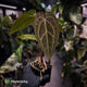 Anthurium 'Red Crystal' x 'Jayda' • holdback