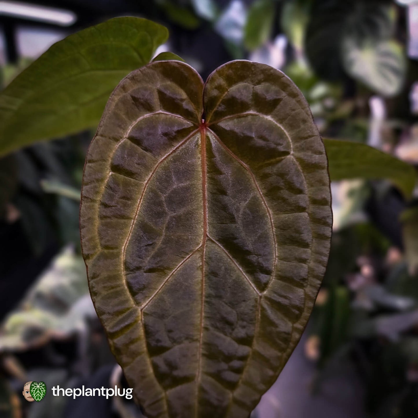 Anthurium 'Red Crystal' x 'Jayda' • holdback