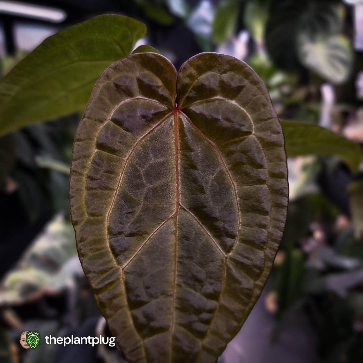 Anthurium 'Red Crystal' x 'Jayda' • holdback