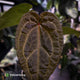 Anthurium 'Red Crystal' x 'Jayda' • holdback