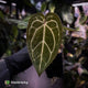 Anthurium 'Red Crystal' x 'Jayda'