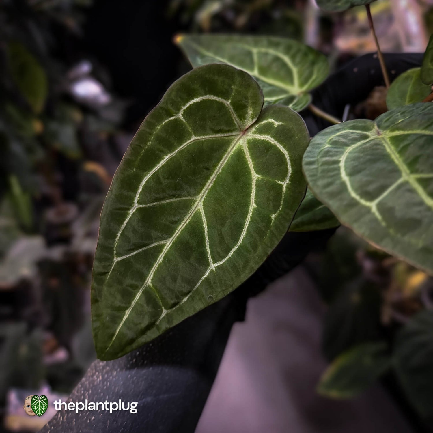 Anthurium 'Red Crystal' x 'Jayda'