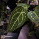 Anthurium 'Red Crystal' x 'Jayda'