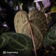 Anthurium 'Red Crystal' x 'Jayda'