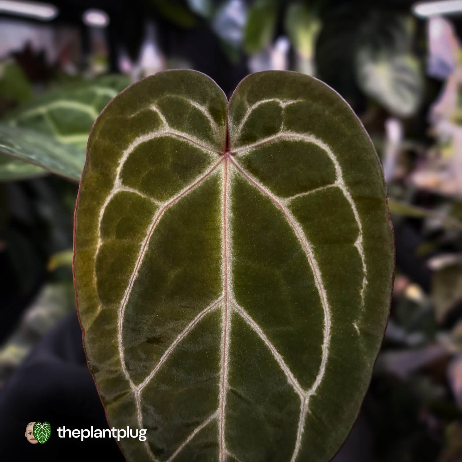 Anthurium 'Red Crystal' x 'Jayda'