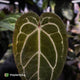 Anthurium 'Red Crystal' x 'Jayda'