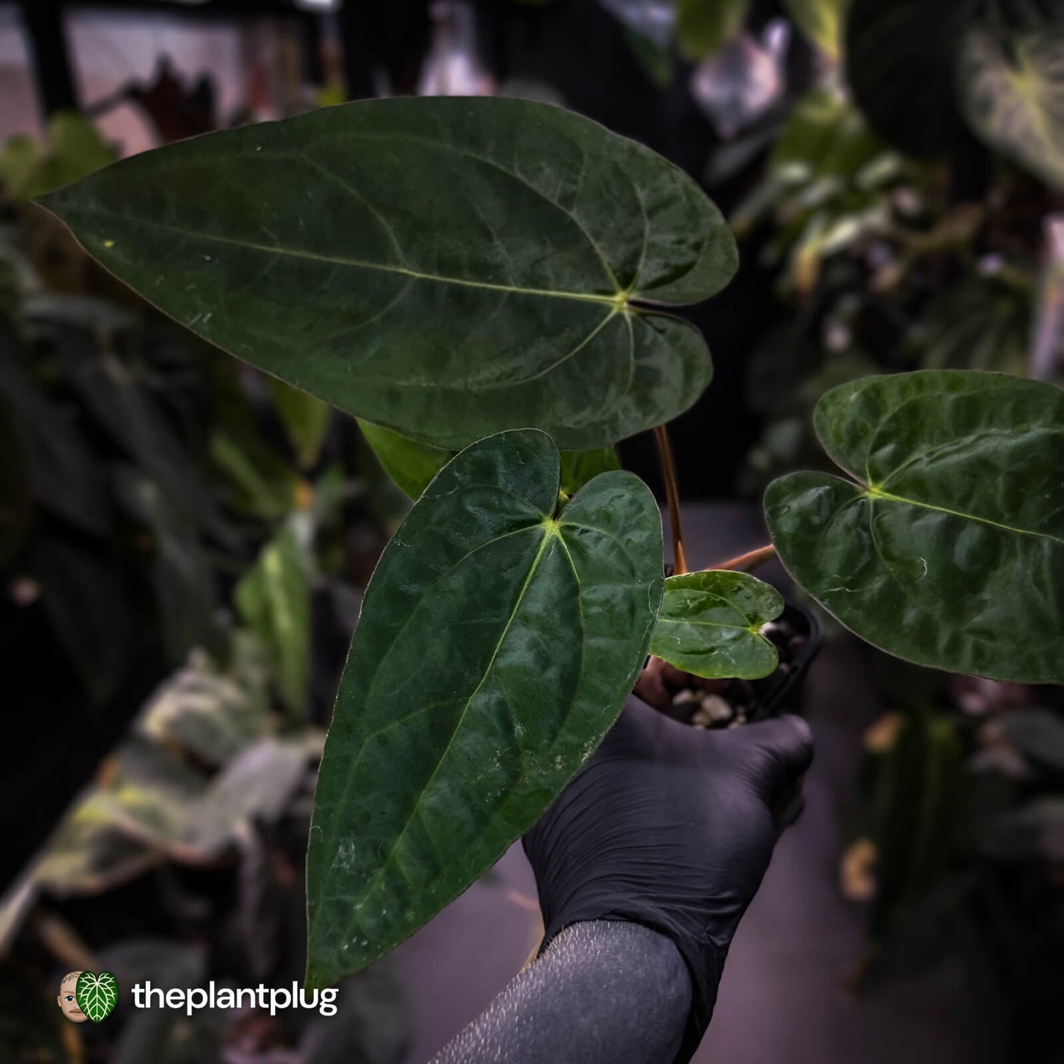 Anthurium carlablackiae 'TPP1' x (pap x dress, ex. JS)