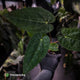 Anthurium carlablackiae 'TPP1' x (pap x dress, ex. JS)