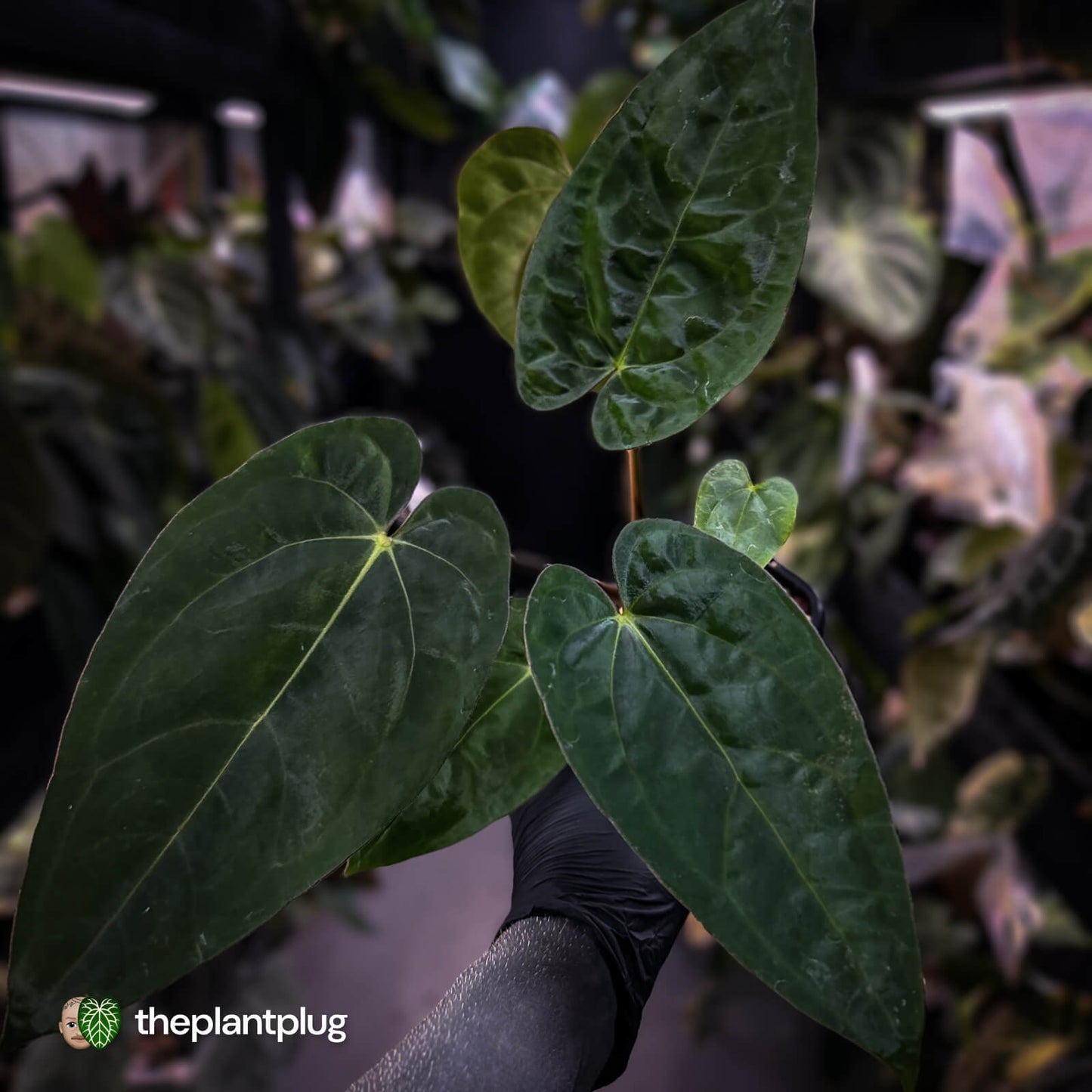 Anthurium carlablackiae 'TPP1' x (pap x dress, ex. JS)