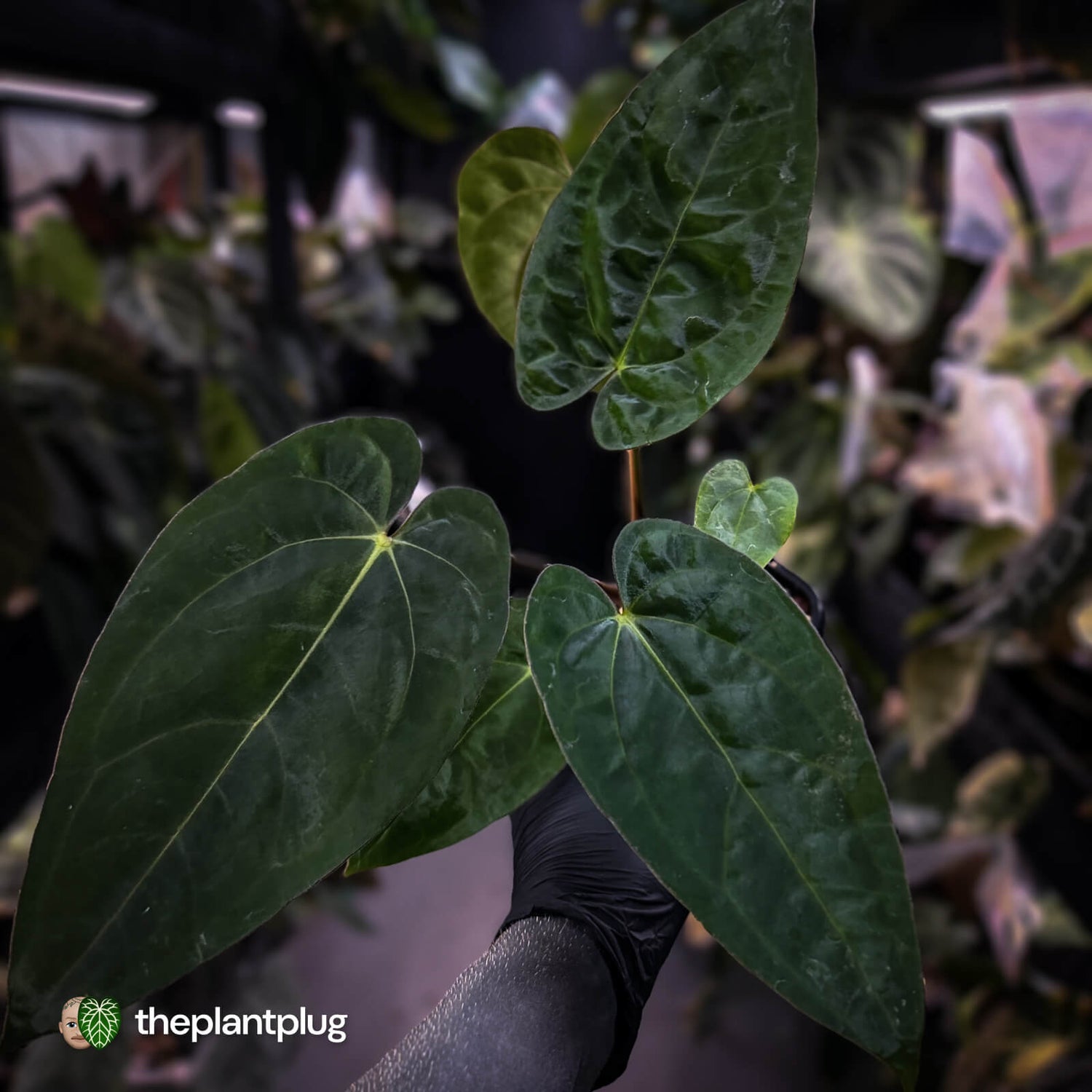 Anthurium carlablackiae 'TPP1' x (pap x dress, ex. JS)