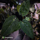 Anthurium carlablackiae 'TPP1' x (pap x dress, ex. JS)