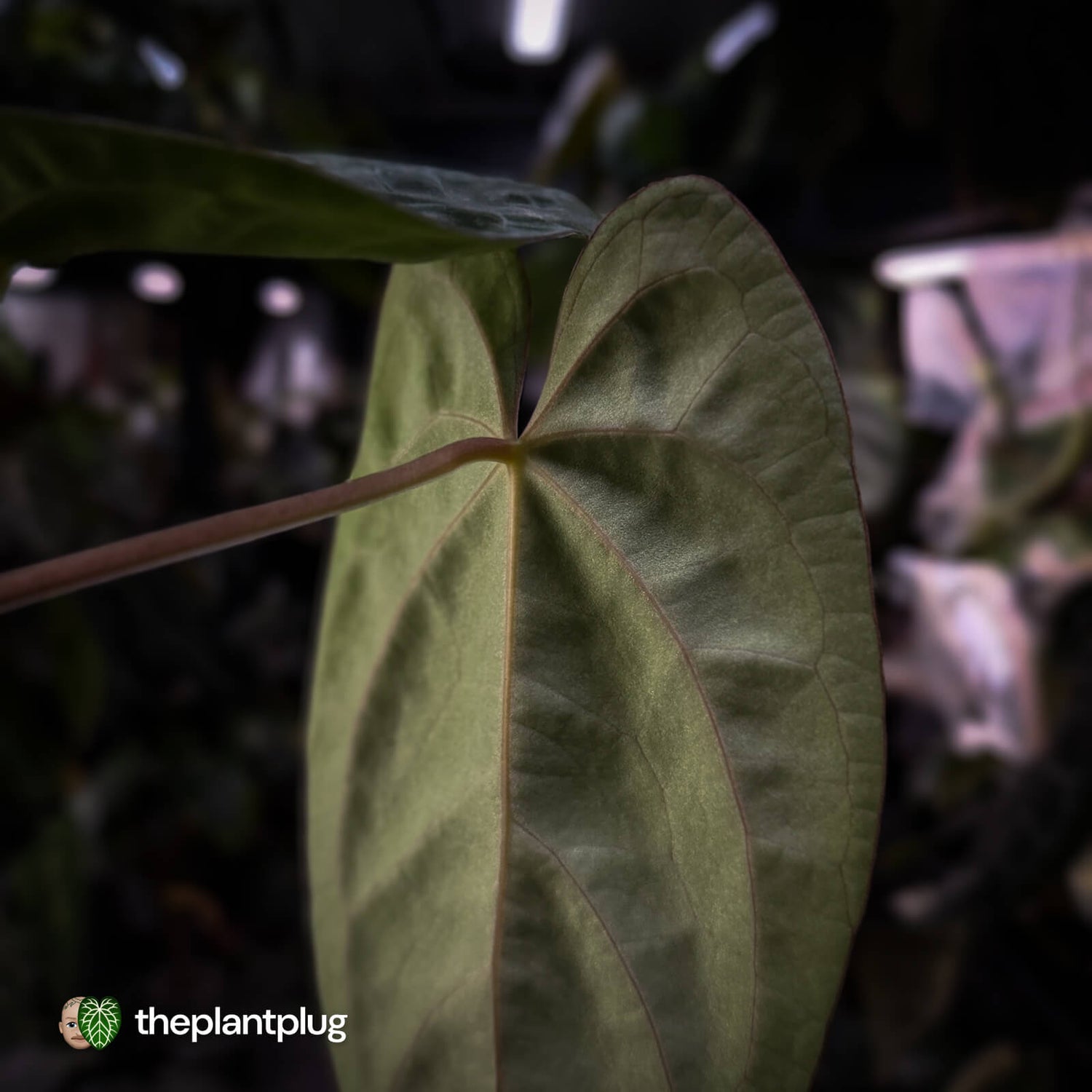Anthurium carlablackiae 'TPP1' x (pap x dress, ex. JS)