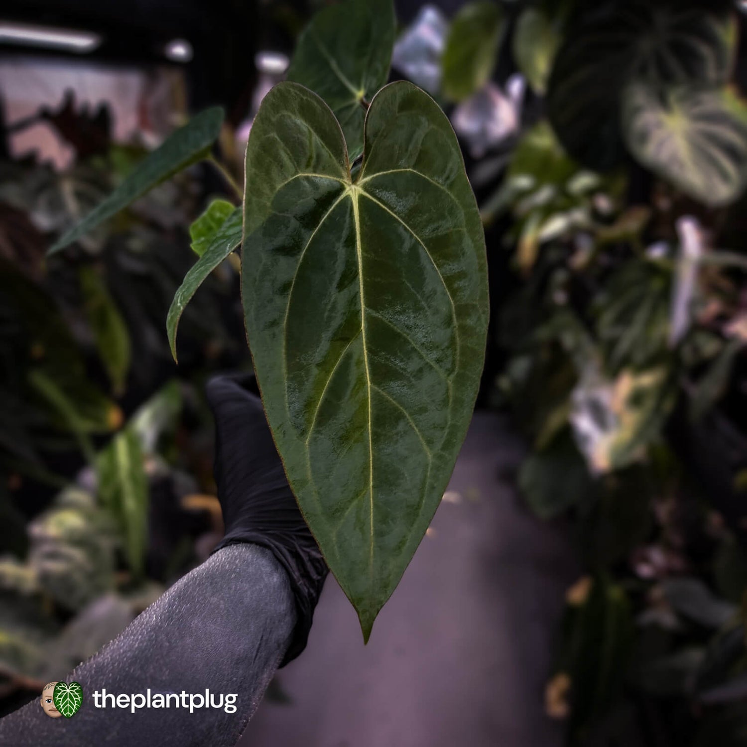 Anthurium carlablackiae 'TPP1' x (pap x dress, ex. JS)