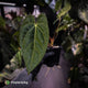 Anthurium carlablackiae 'TPP1' x (pap x dress, ex. JS)