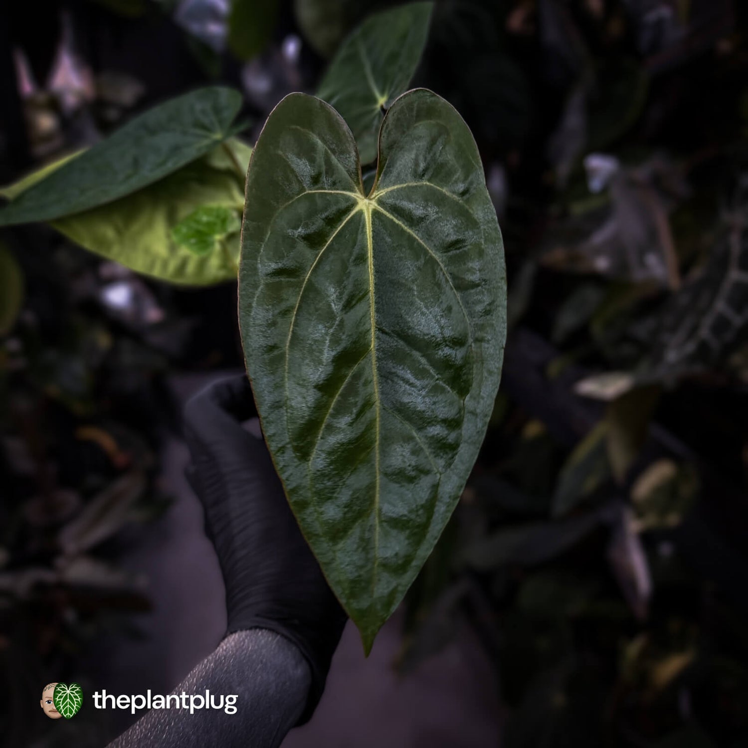 Anthurium carlablackiae 'TPP1' x (pap x dress, ex. JS)