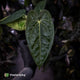Anthurium carlablackiae 'TPP1' x (pap x dress, ex. JS)