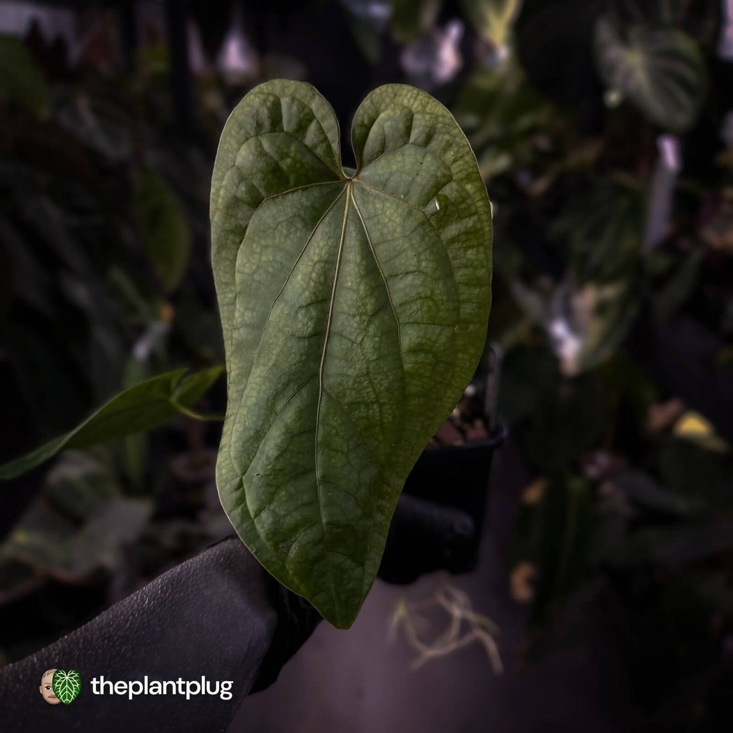 Anthurium 'Black Cheetah' x debile